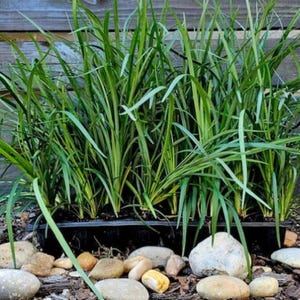 May include: A cluster of vibrant green ornamental grass plants in a black container, set against a wooden fence backdrop. The foreground features various sized stones and mulch, creating a natural garden setting.