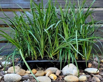 Super Blue Liriope Lilyturf Evergreen Groundcover Ornamental Grass Live Plant Perennial Border Landscaping
