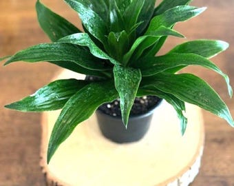 Janet Craig Compacta 4-inch Pot – Dwarf Dracaena – Easy Care Indoor Live Houseplant