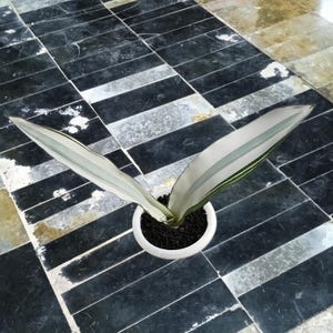Sansevieria Beauty Queen Variegated Rare Exotic Snake Plant