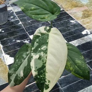 May include: Close-up of a variegated plant leaf, showcasing a striking contrast of green and white. The leaf is divided, with one half predominantly white and the other half speckled with green. Other leaves are visible, with a mix of green and white patterns.