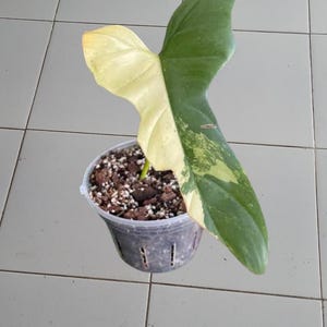 obliqua peru monstera Monstera obliqua Peru — Ecuagenera Orquídeas del Ecuador main image 1