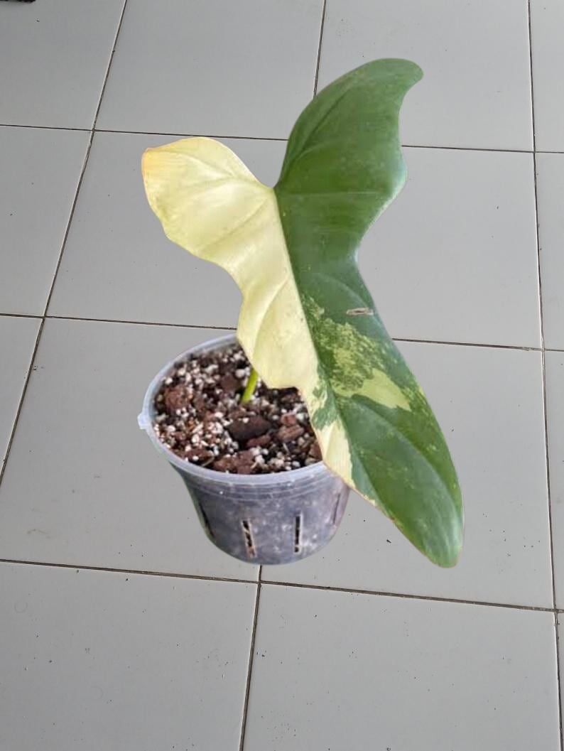 Philodendron splendid - Etsy 日本