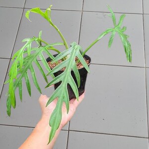 May include: A green Philodendron plant with unique, deeply lobed leaves, held in a black pot. The plant's leaves have a distinctive shape, with pointed lobes extending from a central vein. The plant is held in a black pot.