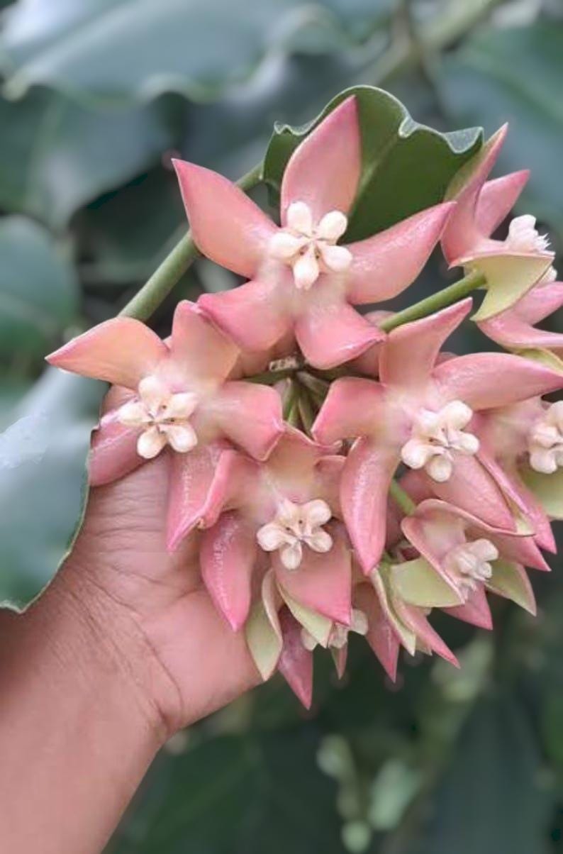 Hoya imperialis - Etsy 日本