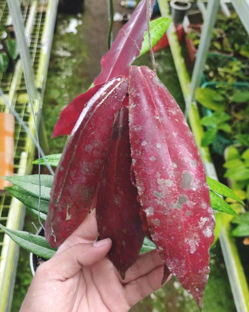 Rare Hoya Undulata Red - Etsy