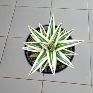 May include: A top-down view of a potted succulent plant. The plant features long, pointed leaves with a striking pattern of green and white stripes. The plant is in a black pot filled with dark soil and small rocks. The background is a light gray tiled surface.