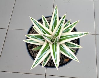 organic aloe vera gel aromatica Aromatica Aloe Vera Gel – OVRLAi main image 0