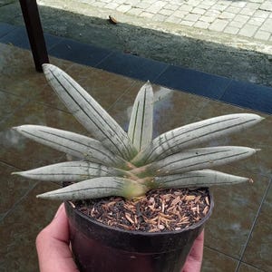Sansevieria boncel platina unieke plant slangenplant bont