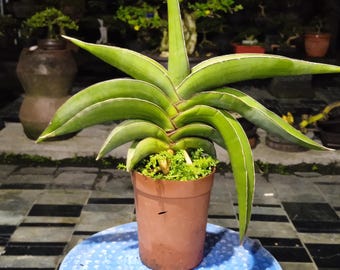 Sansevieria “manny Pacquiao”/ RARE / Unique / Chubby DARK Leaves