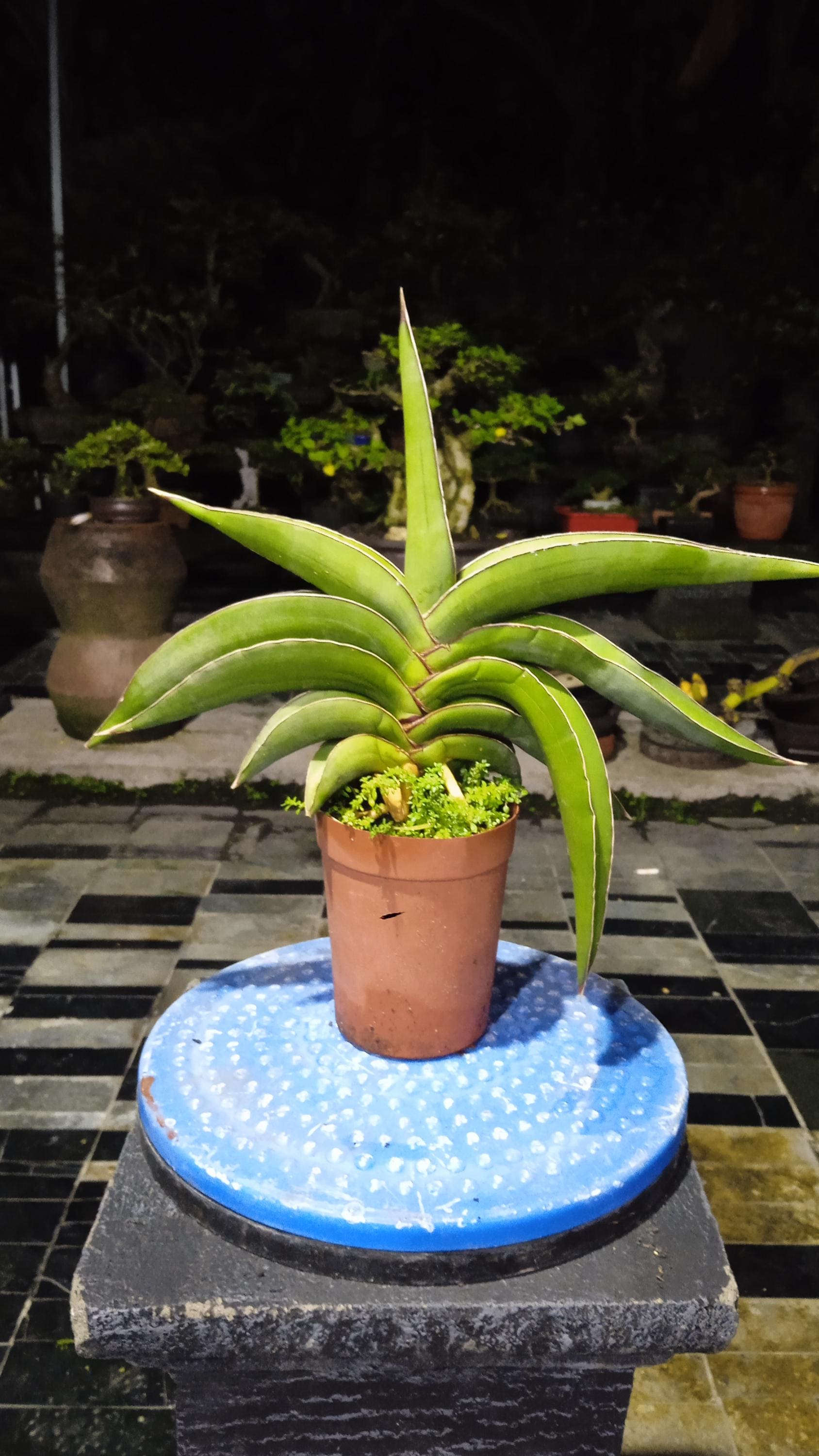 Hybrid sansevieria - Etsy 日本
