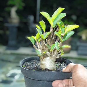 Proceso de enraizamiento del árbol bonsái Adenium