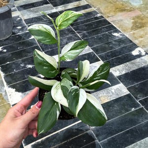 Op de afbeelding: Een kamerplant in een pot met grote, bonte groene en witte bladeren. De plant heeft een hangende groeiwijze en staat in een zwarte plastic pot. De bladeren hebben een opvallend patroon van wit en groen. De plant staat op een zwart-wit betegeld oppervlak.