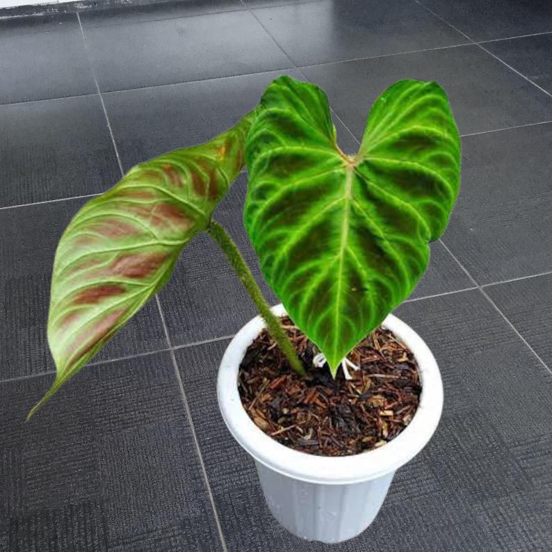 Philodendron splendid - Etsy 日本