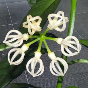 Puede incluir: Un racimo de seis flores de color blanco roto con forma de jaula y segmentos curvos similares a pétalos dispuestos en círculo. Las flores están unidas a tallos finos de color verde claro que irradian desde un punto central, rodeadas de hojas verde oscuro.