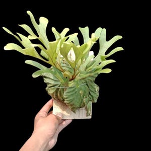 Op de afbeelding: Een hertshoornvarenplant met grote, lichtgroene bladeren en een getextureerde, bladrijke basis. De plant is gemonteerd op een klein, vierkant houten blok. De achtergrond is effen zwart.