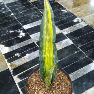 Sansevieria Dragon King - Etsy
