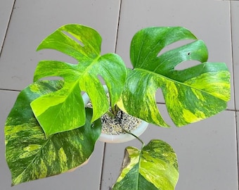 Monstera Aurea Yellow Variegated Rare Plant