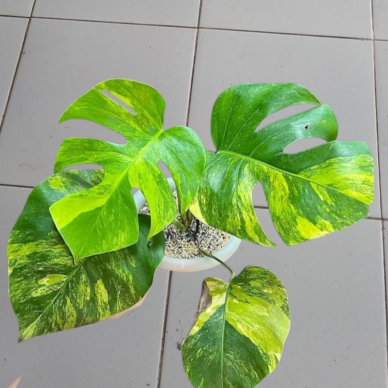 monstera wallpaper Pink Monstera Mural: Pink and Monstera Wallpaper main image 1