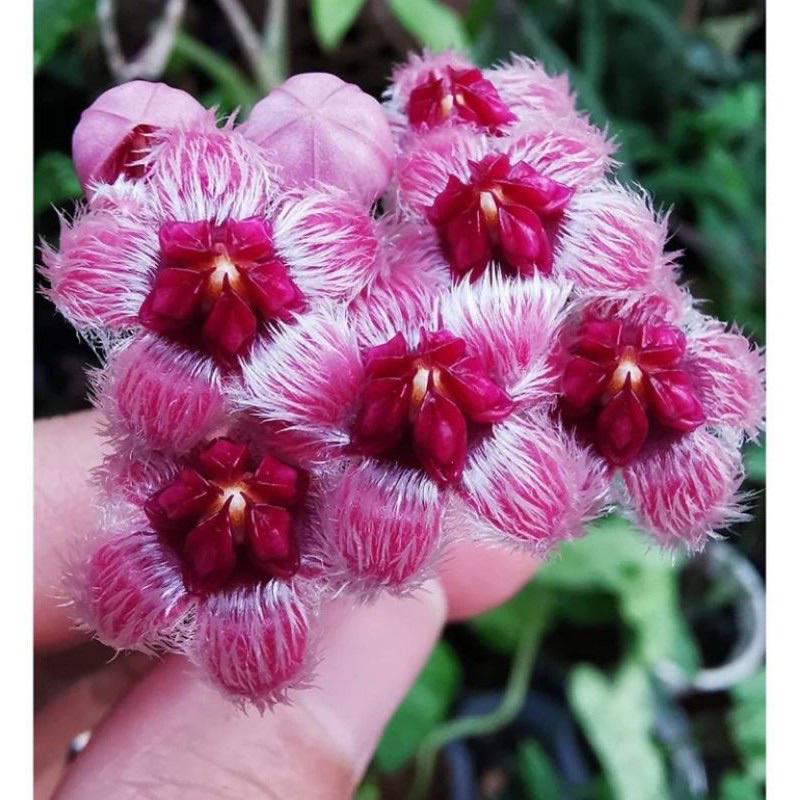 Hoya sulawesiana - Etsy 日本
