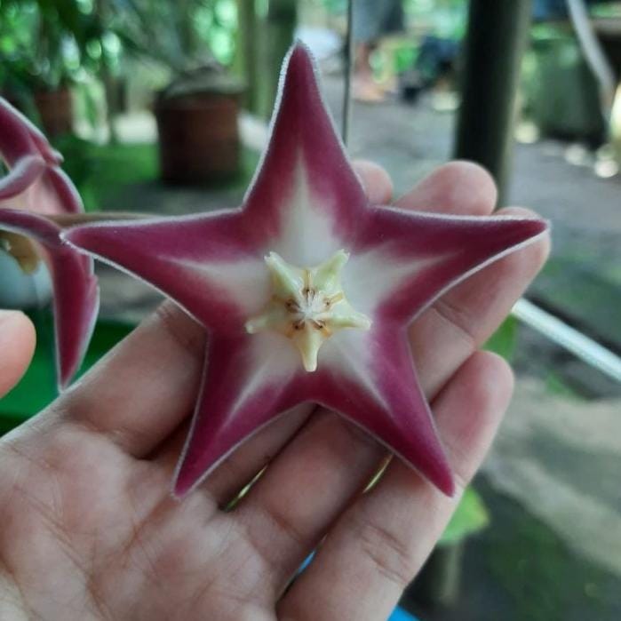 Hoya stenakei - Etsy 日本