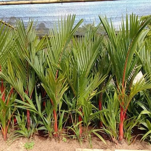 Könnte beinhalten: Eine Ansammlung junger Palmen mit leuchtend grünen Wedeln und auffälligen roten Stämmen. Die Pflanzen sind dicht gepackt, was einen üppigen, tropischen Eindruck erweckt. Die Szene spielt in einem Garten oder einer Baumschule, mit einem schützenden Baldachin darüber.