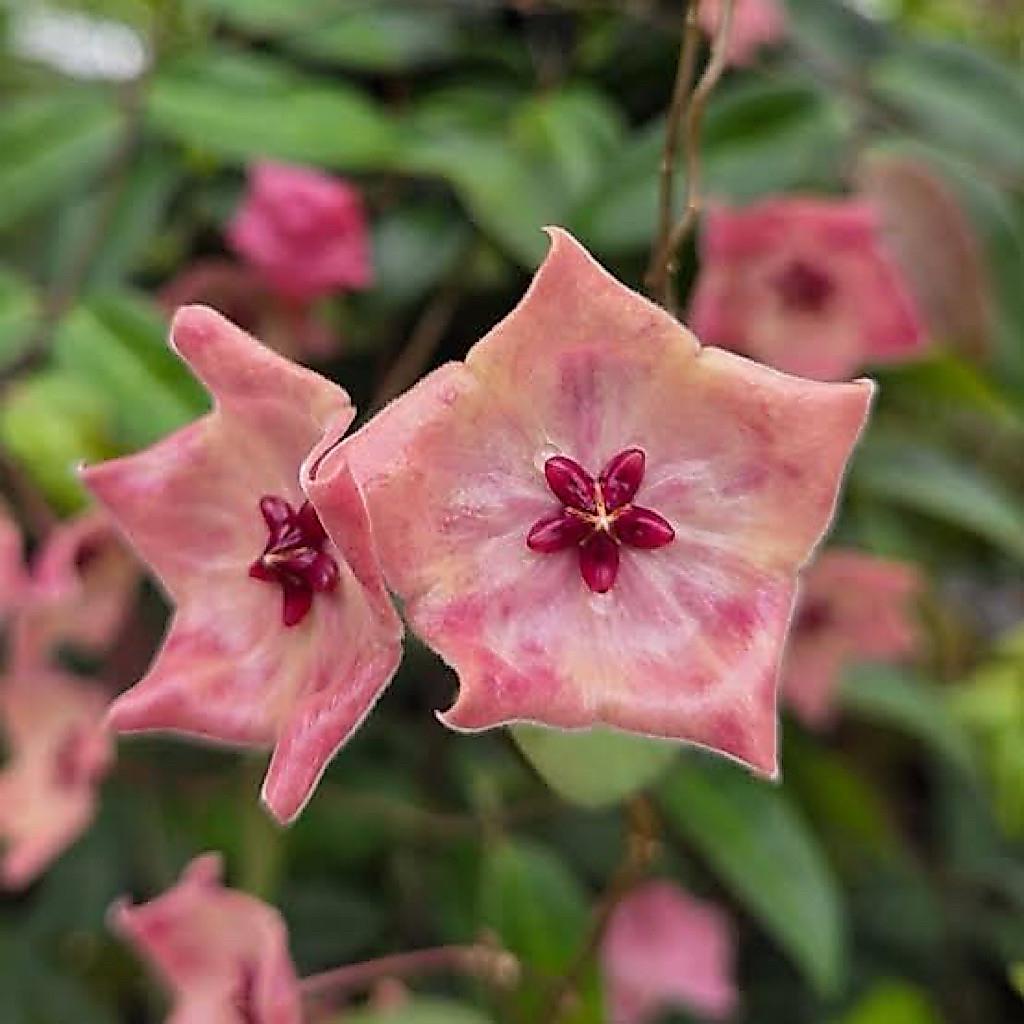 Hoya decipulae - Etsy 日本