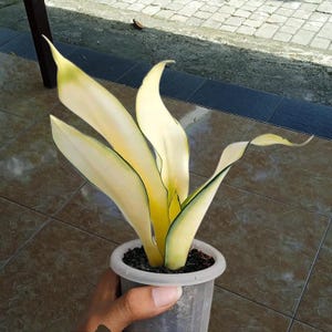 Sansevieria dorada Asahi mutación única planta serpiente planta de interior