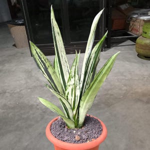 Hybrid sansevieria - Etsy 日本