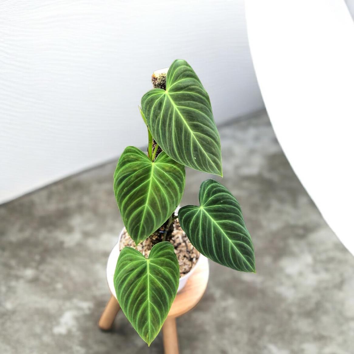 Philodendron splendid - Etsy 日本