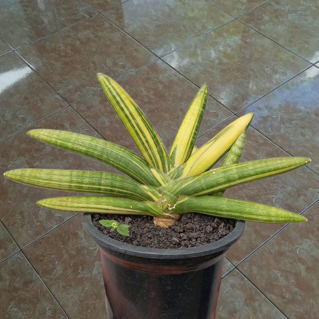 Boncel Sansevieria Boncel Variegated Unique Plant Snake House Plant - Etsy