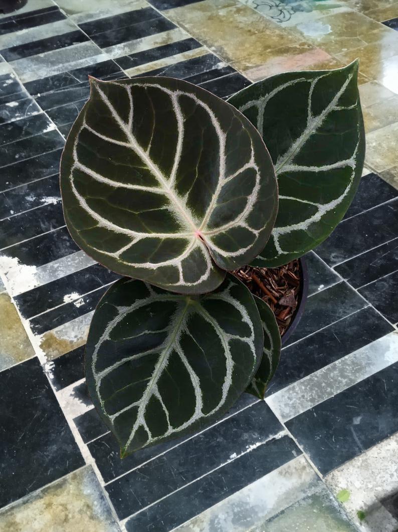 Anthurium variegated - Etsy 日本