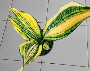 Sansevieria futurata America gold unique plant snake plant rare
