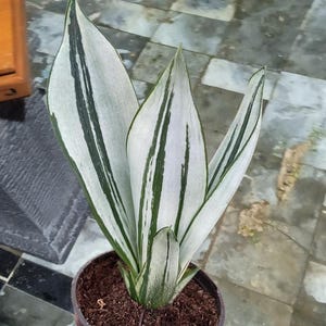 Puede incluir: Una planta de Sansevieria en maceta, también conocida como planta de serpiente, con hojas largas y erguidas. Las hojas son una mezcla de blanco y verde, con rayas verdes oscuras. La planta está en una maceta marrón oscuro llena de tierra.