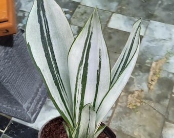 sansevieria tough lady pflege Sansevieria Tough Lady Care
