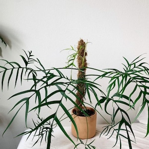 May include: A Philodendron elegans plant with deeply lobed, dark green leaves growing in a cylindrical terracotta pot. The plant is supported by a central brown moss pole that extends vertically from the soil, providing structure for the foliage.