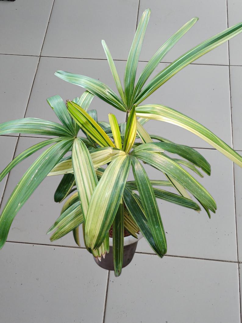 Variegated Rhapis - Etsy Ireland