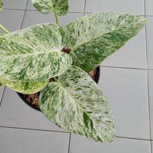 Variegated philodendron giganteum - Etsy 日本