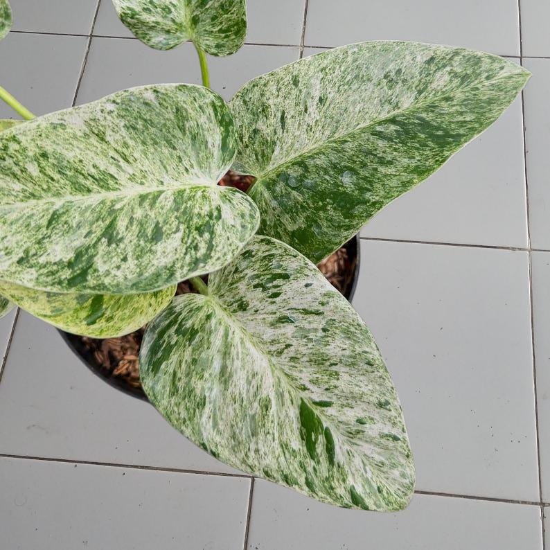 Variegated philodendron giganteum - Etsy 日本