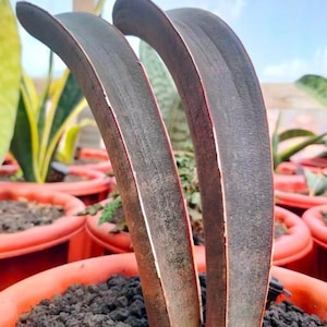 Sansevieria Hallii Pink Bat - Etsy