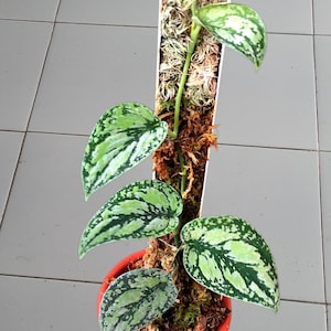 Scindapsus tricolor silber seltener Scindapsus bunt