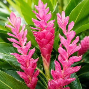 May include: Three vibrant pink ginger flower stalks with layered, waxy bracts arranged vertically. The flowers feature pointed, overlapping petals in shades of magenta and rose, rising from a cluster of large, deep green, glossy, lance-shaped leaves.