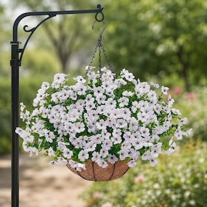 May include: A hanging basket filled with numerous small white flowers featuring dark purple centers and green foliage. The basket is suspended by a black metal chain from a black metal shepherd hook stand, creating a full, rounded floral display.