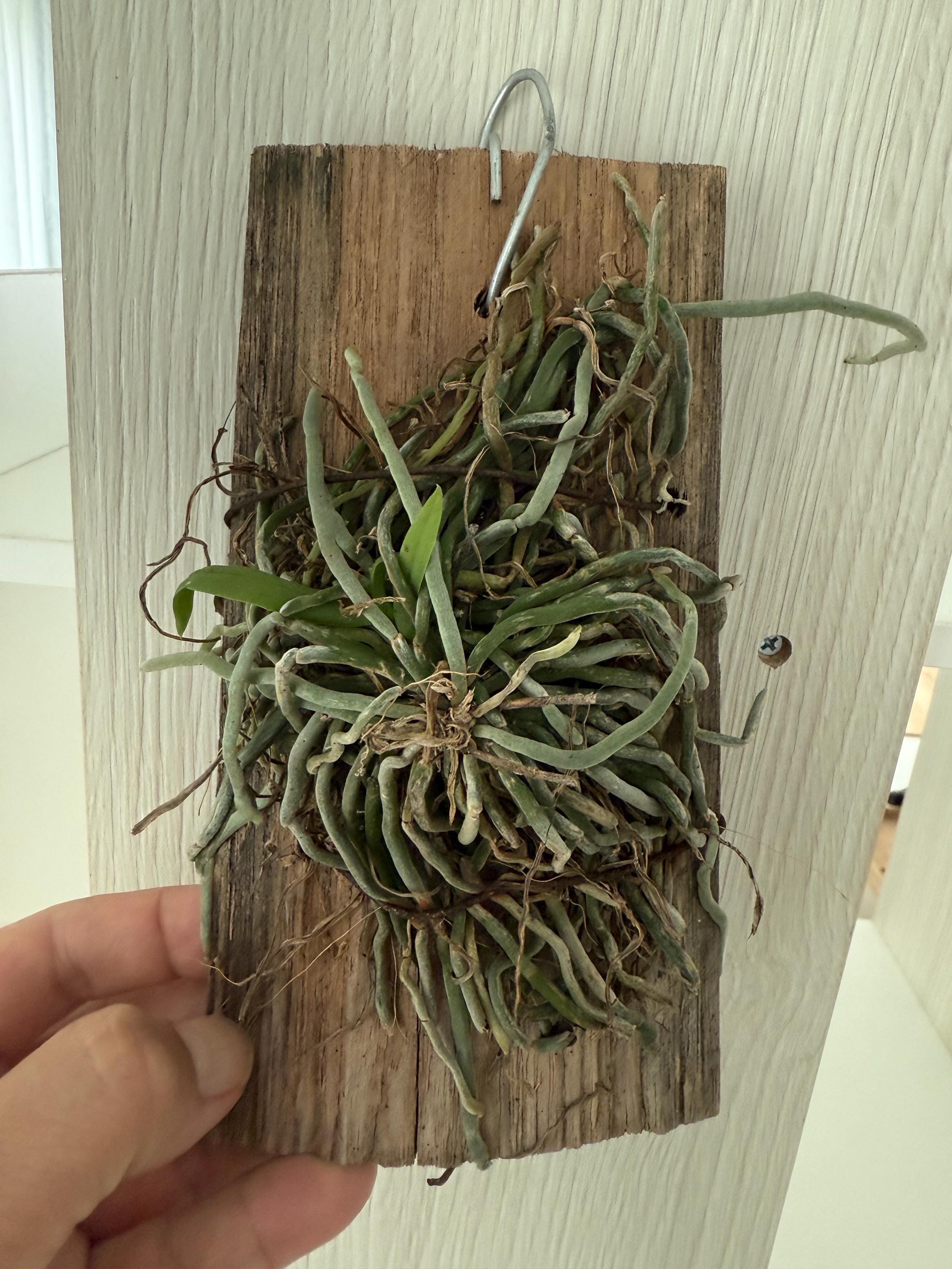 Ghost orchid - Etsy 日本