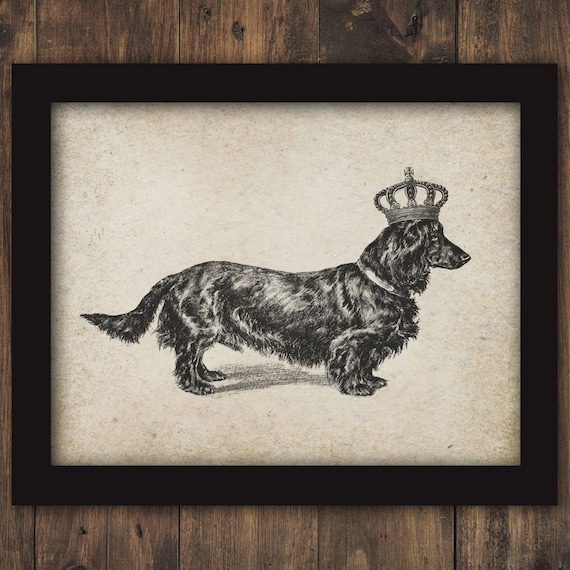 Adorable Long Haired Dachshund Crown Dog Royal Printable Etsy