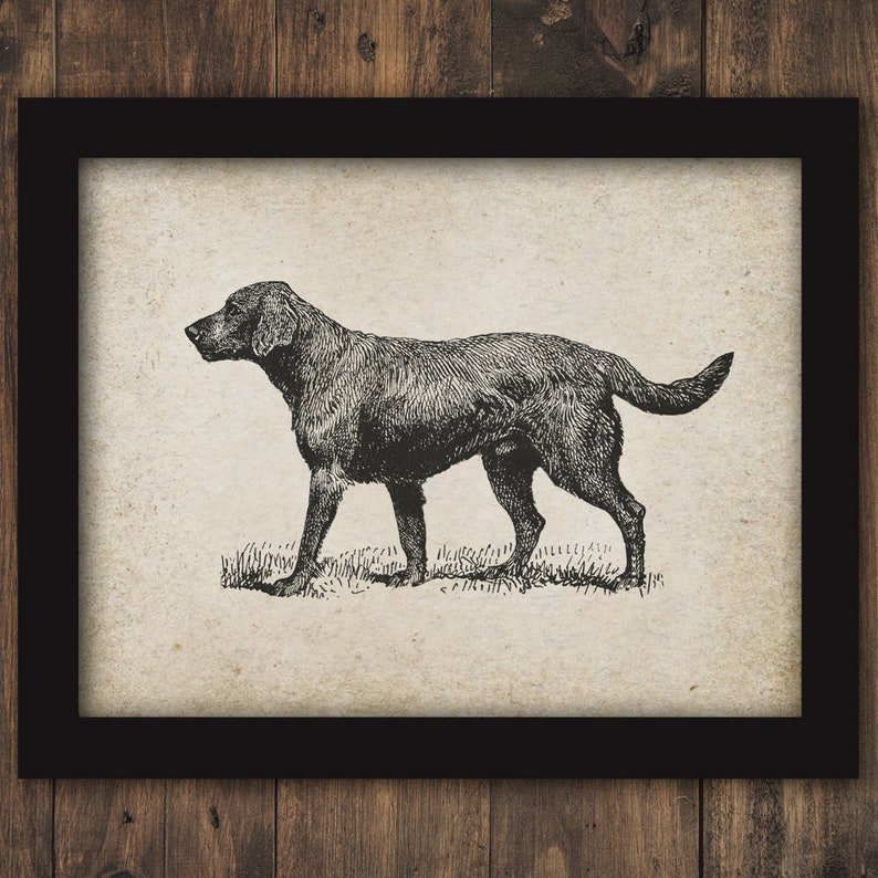 Black Labrador Retriever Lab Dog Puppy Breed Pet Instant Vintage Printable Digital Wall Art Dogs Decor Graphics Prints 2602