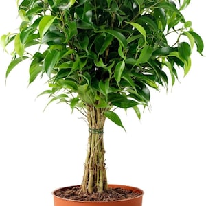 Peut inclure: Un petit Ficus Benjamina en pot, avec un feuillage vert vif. Le tronc est constitué d'un faisceau de fines tiges brunes, maintenues par du fil vert. Il est planté dans un pot en plastique de couleur terre cuite, pour la décoration intérieure.