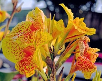 Semillas de lirio de canna amarillo (reliquia)