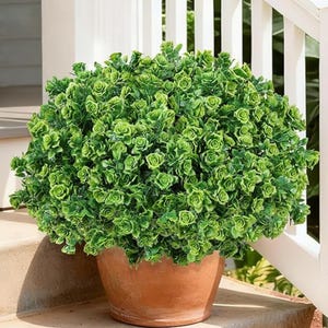 May include: A lush, green artificial topiary plant in a terracotta pot. The plant features dense, rounded foliage with a rose-like texture, creating a full, vibrant appearance. The pot is a classic, unglazed terracotta, adding a natural touch to the outdoor decor.
