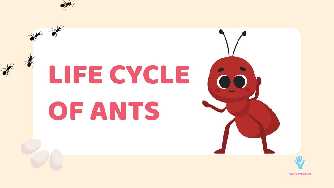 Life Cycle of Ants | Kids English Learning PDF | Printable - Etsy Canada